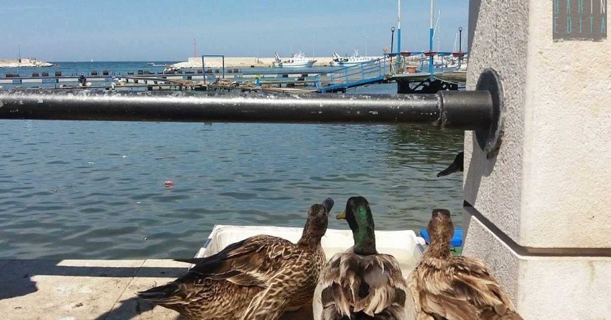 La storia di Michele e delle sue anatre, che abitano da tre anni il porto di Santo Spirito
